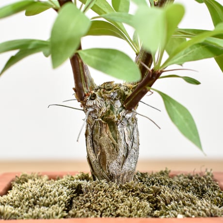 【“WACK” ON YOUR SIDE】フォークイエリア ファシクラータ WACK-A107