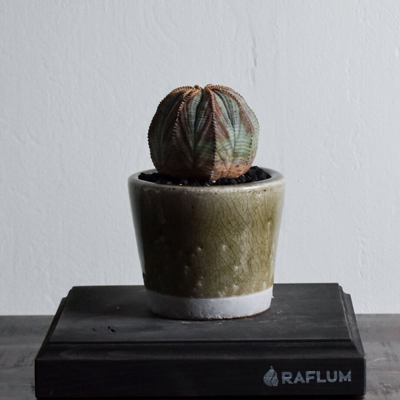 ユーフォルビア オベサ オールド　木質化 ユーフォルビア オベサ オールド 木質化