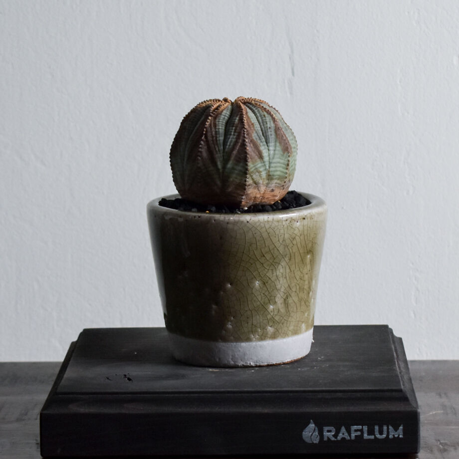 ユーフォルビア オベサ /オールド オベサ【根強い人気！！木質化の