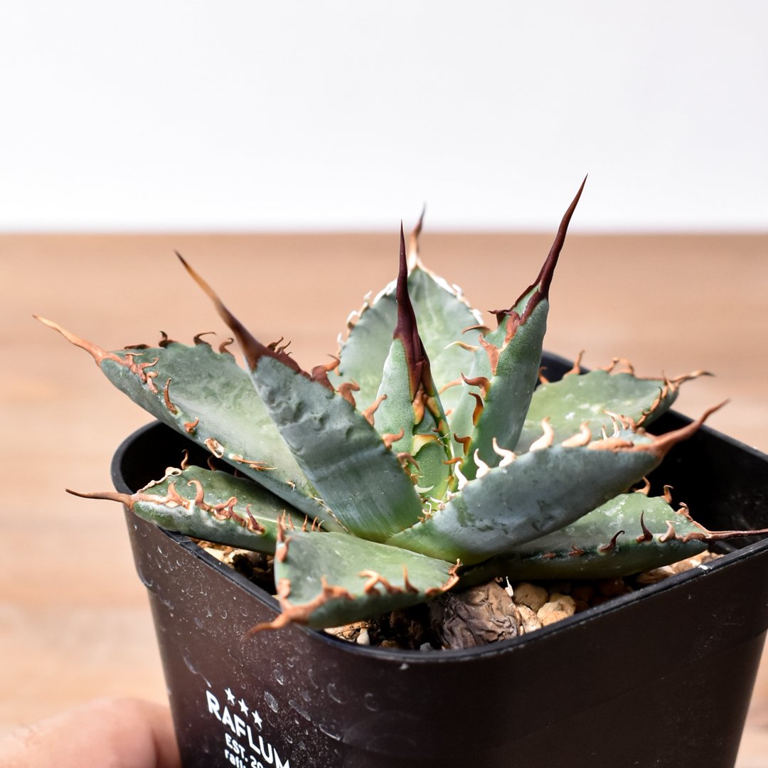 写真掲載用HIDDEN エボリスピナ × オテロイハイブリッド ジェレミー HIDDEN AGAVE】 eborispina x titanota B.B HIDDEN AGAVE・ジェレミー