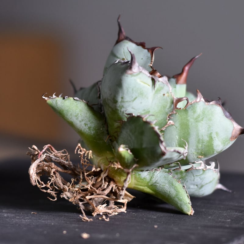 アガベ　チタノタ　BB BLACK&BLUE 大株　鉢上げしました　抜き苗発送 アガベ チタノタ ブラックアンドブルー 