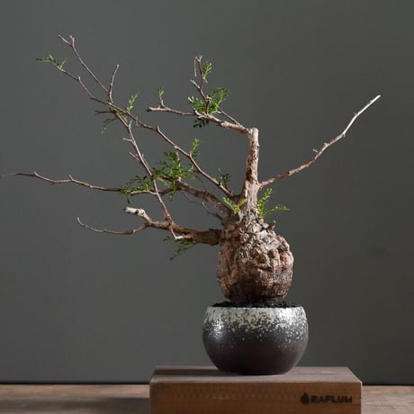 パキポディウム グラキリス 現地球 発根済み 良株 塊根植物 手乗り  