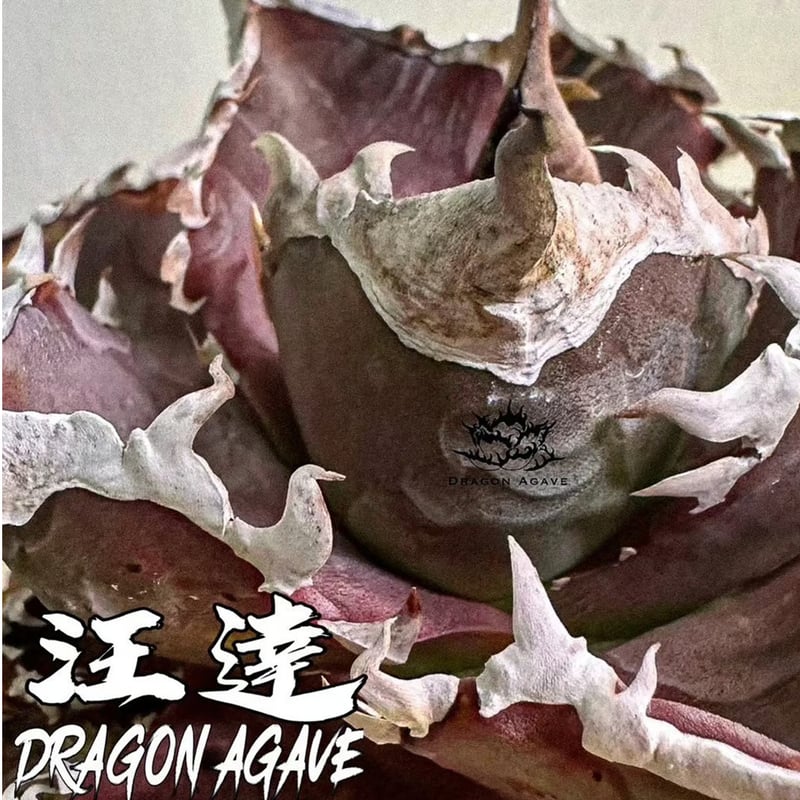 レア品種】アガベ チタノタ WANDA / 汪達【台湾 dragon agave産/抜き苗/
