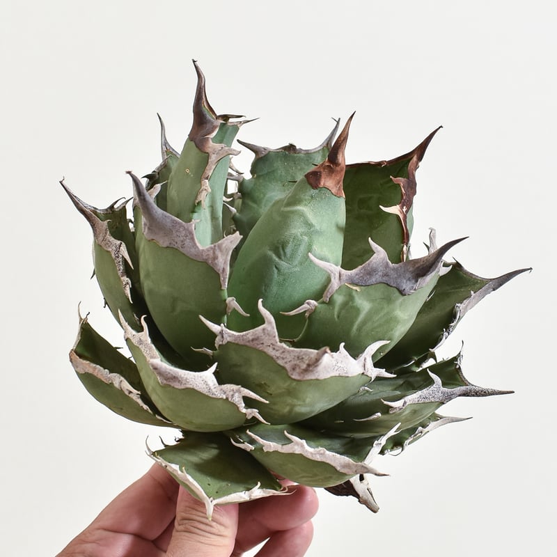 アガベ チタノタ 