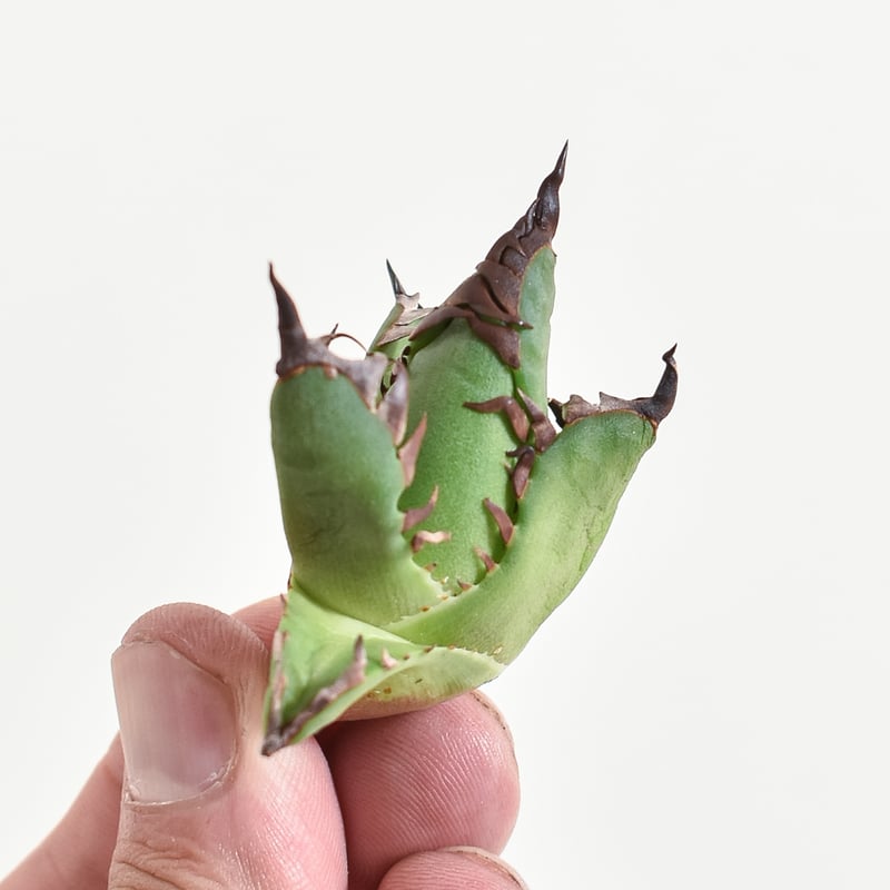 アガベ チタノタ 