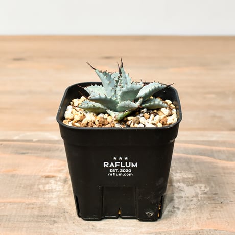 アガベ ハイブリット 日系イシスメンシス×象牙妖炎（陽炎エボリ）【台湾botanical_seeker産】RF25011389