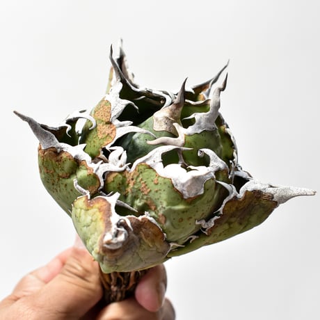 アガベ チタノタ “精品白鯨” 【台湾 dragon agave産/抜き苗/中株】RF25011775