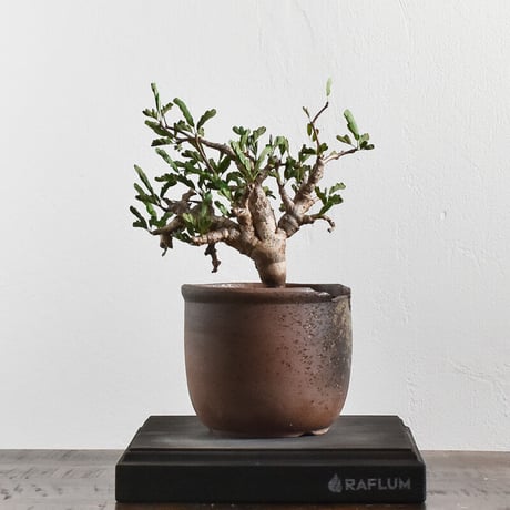 STORES コーデックスの検索結果