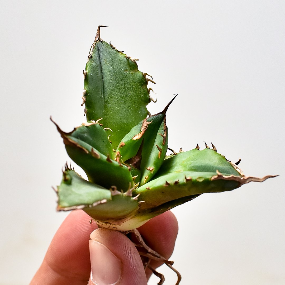 アガベ チタノタ ホワイトファイヤー / 白炎, 白火焔  