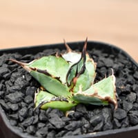 アガベ ホリダ【説明不要の超人気株！ワイドリーフ！鋸歯の鋭さ！文句