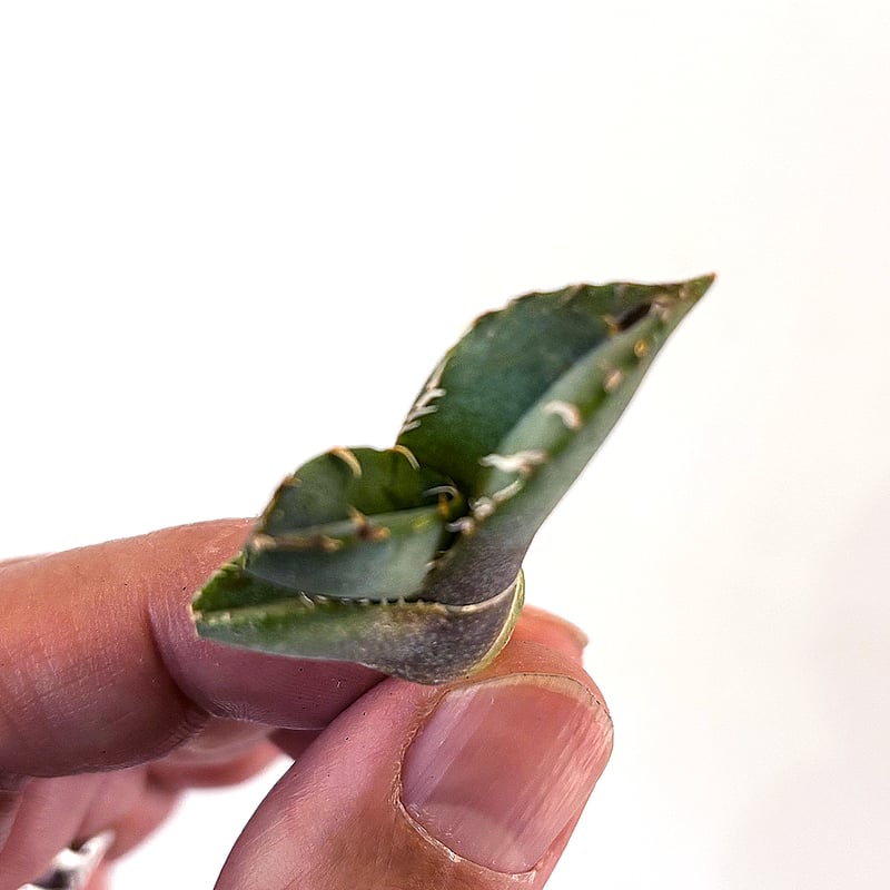 アガベ チタノタ フクロウ 梟　鉢ごと アガベ・チタノタ フクロウ/海豹（ボールタイプ:大）-003｜agave