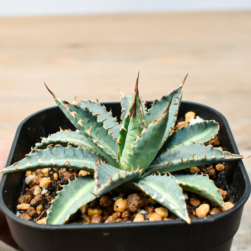 アガベ ハイブリット 