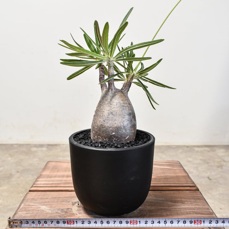 パキポディウム グラキリス 【現地球/発根済み】HK2401954 | RAFLUM