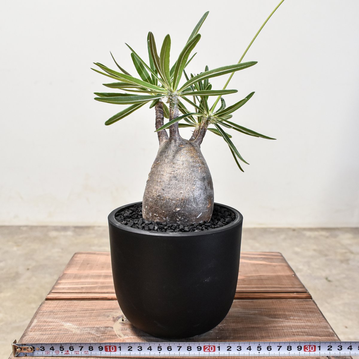 パキポディウム グラキリス 【現地球/発根済み】HK2401954 | RAFLUM