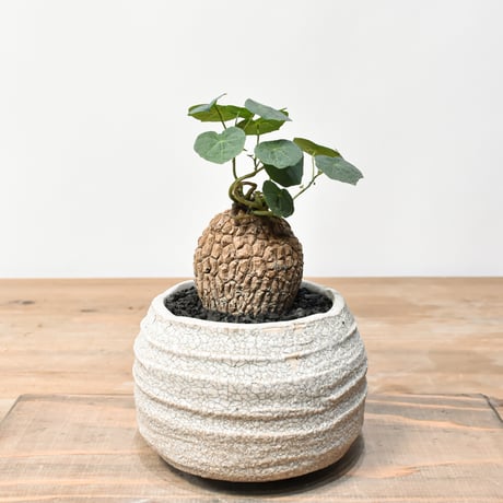 ステファニアスベローサ | STORES