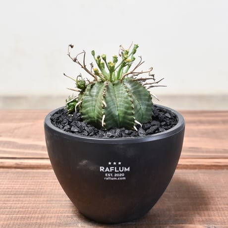 CATEGORY バリダ | RAFLUM / ラフラム｜東京、大阪の塊根植物