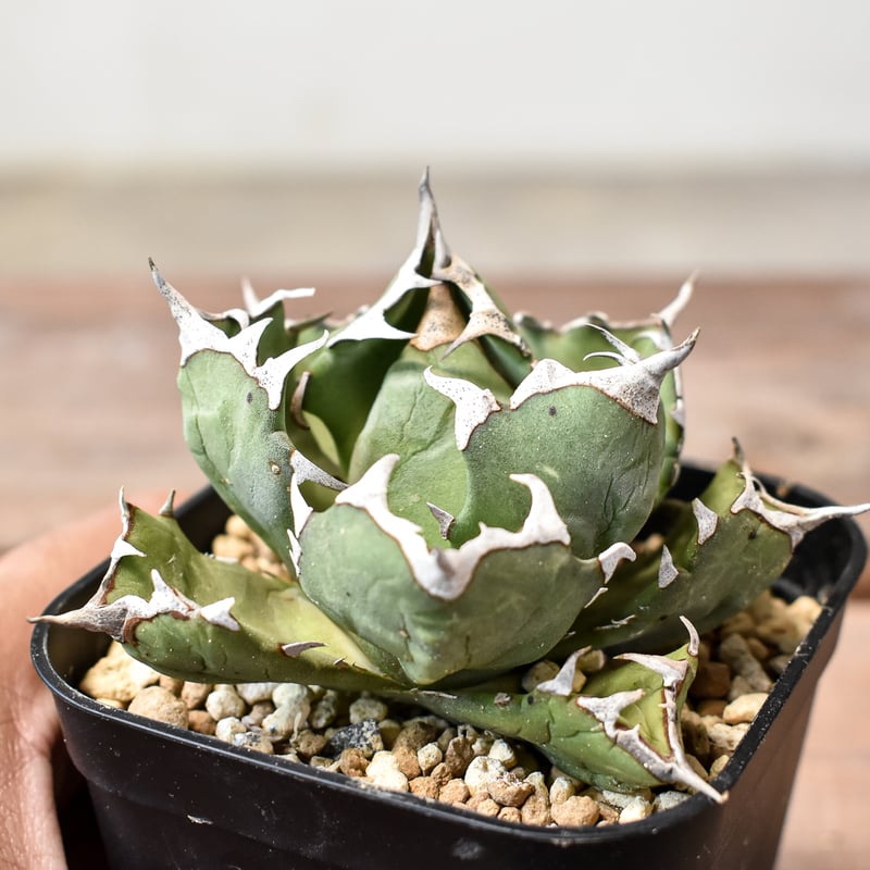 鉢ごと発送】人気のチタノタ12種セット【ネームタグ付】 【公式通販】