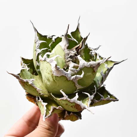 CATEGORY チタノタ シーザー | RAFLUM / ラフラム｜東京、大阪の塊根