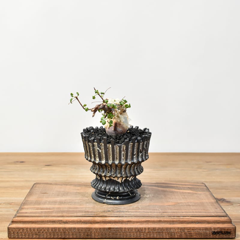 RAFLUMコレクション】コミフォラ カタフ/ピュアカタフ 【発根済み