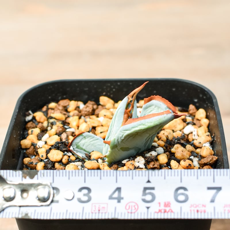 アガベ　ハイブリッド　屈原×雷神　真っ白個体発根済み アガベ ハイブリッド 屈原×雷神 真っ白個体発根済み