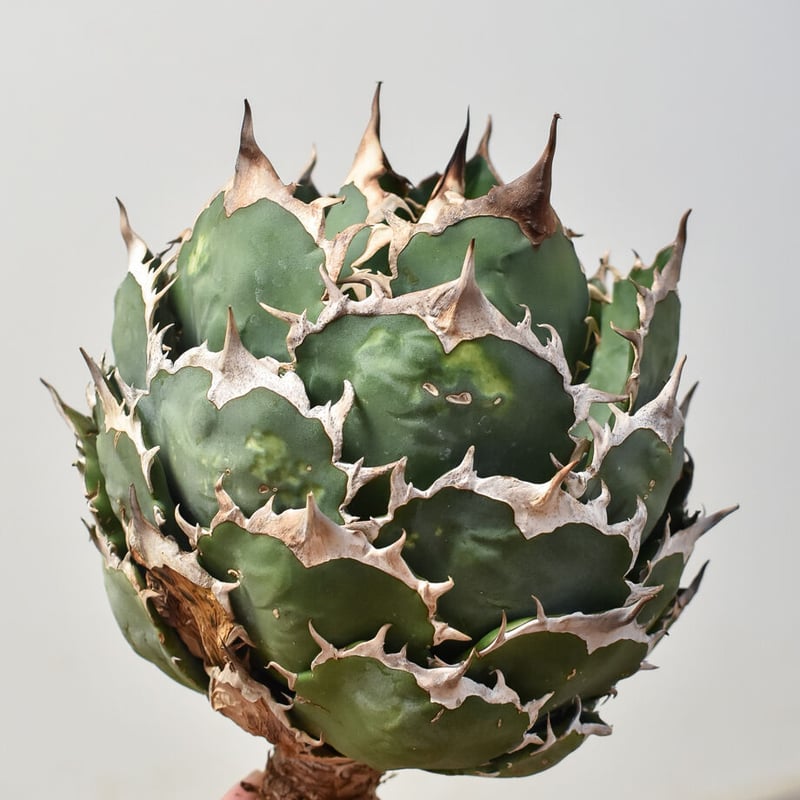 アガベ チタノタ オテロイ  