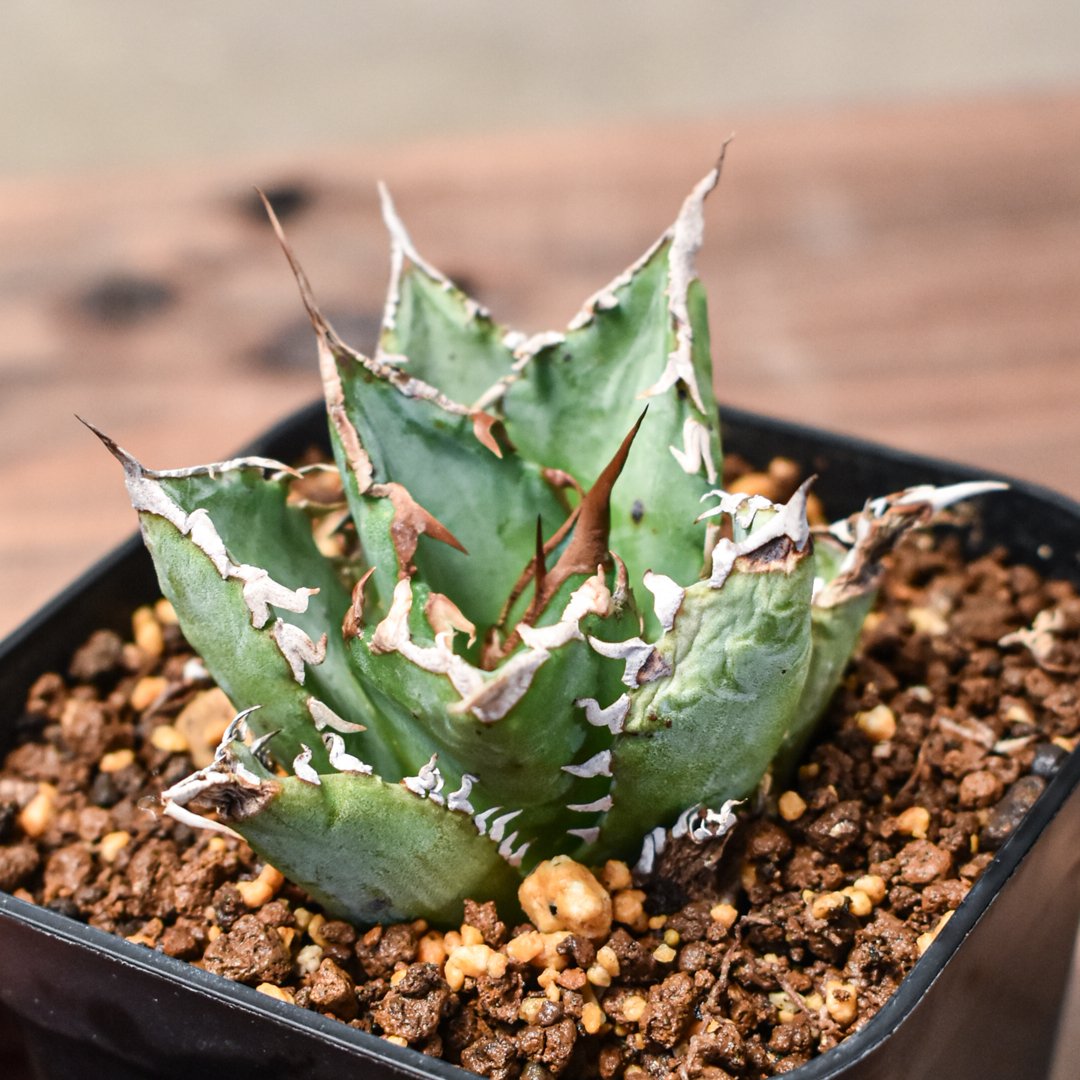 アガベ　チタノタ　狂刺夕映・夕映厳竜、厳龍　 子株10株セット CATEGORY チタノタ ソーラーエクリプス/狂刺夕映/夕映厳龍