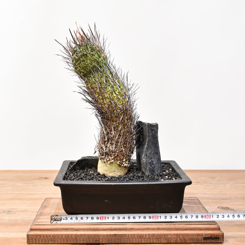カクタス/のっぽのサリー 7