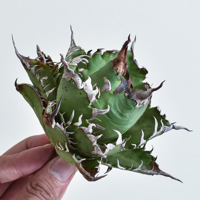 agave titanota cheater 猟豹 agave titanota cheater 猟豹 agave titanota cheater 猟豹