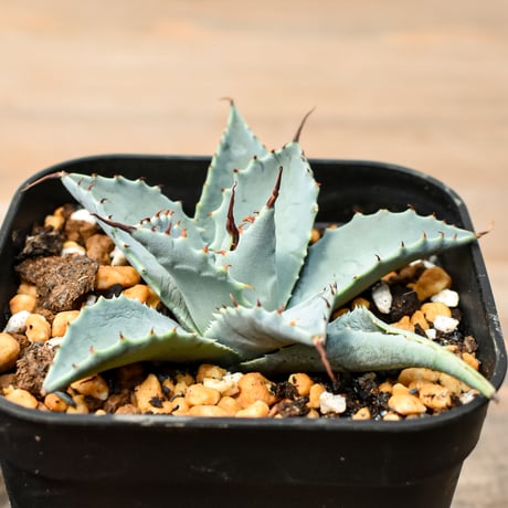 アガベ ハイブリット 日系イシスメンシス×象牙妖炎（陽炎エボリ）【台湾botanical_seeker産】RF25011385