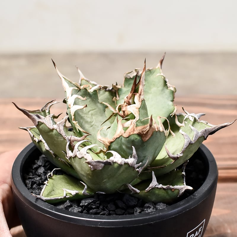 アガベ チタノタ シーザー / 凱撒 【台湾産/中株/発根済み】RF231615