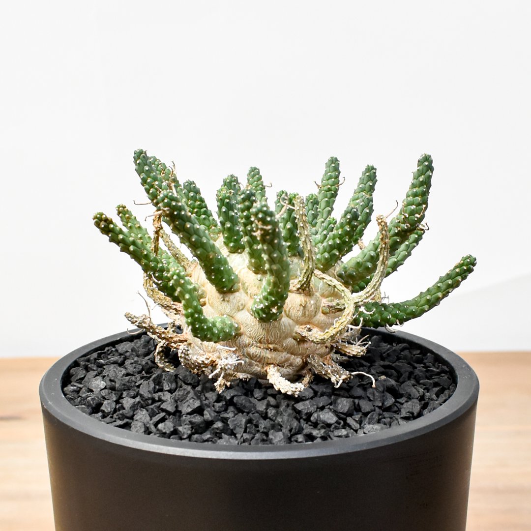 ユーフォルビア ガムケンシス【発根済み】HK25010619(T