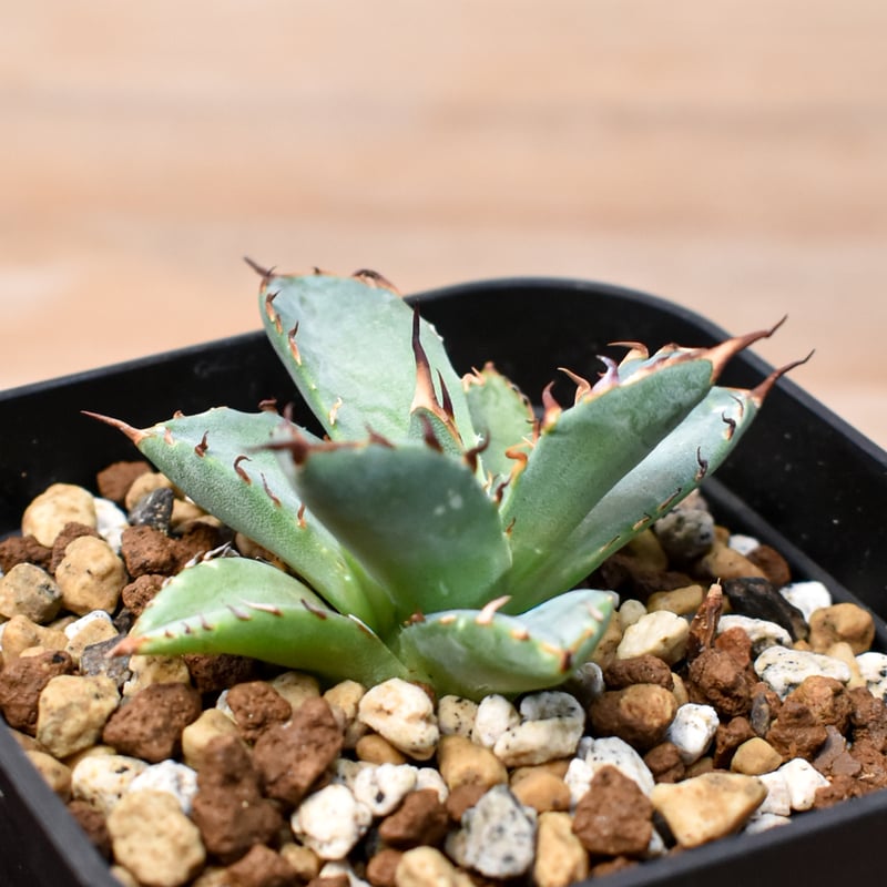 アガベ Dennis hybrid 黑帝斯x妖炎 /ハデス×エボリスピナ 【台湾DENNIS