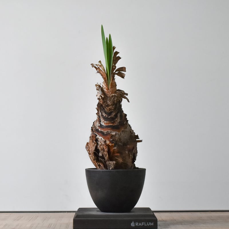 ブーファン ディスティチャ RF22467 | RAFLUM / ラフラム｜東京