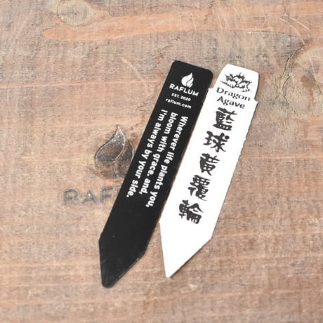 アガベ チタノタ "ブルーダイヤモンド" / "黄覆輪斑"【台湾 dragon agave産/発根済み/中株】D DG2402800(T)