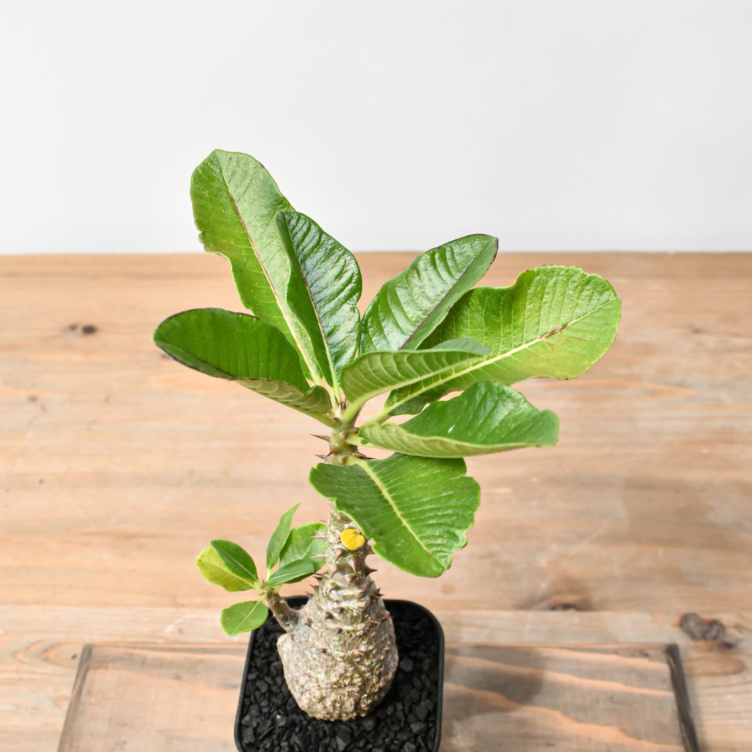 パキポディウム ウィンゾリー 【実生】RFHK25011483 | RAFLUM