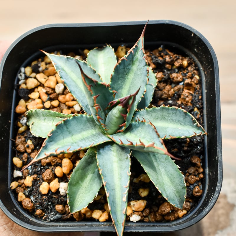 アガベ ハイブリット 