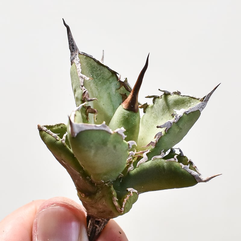 アガベ チタノタ 