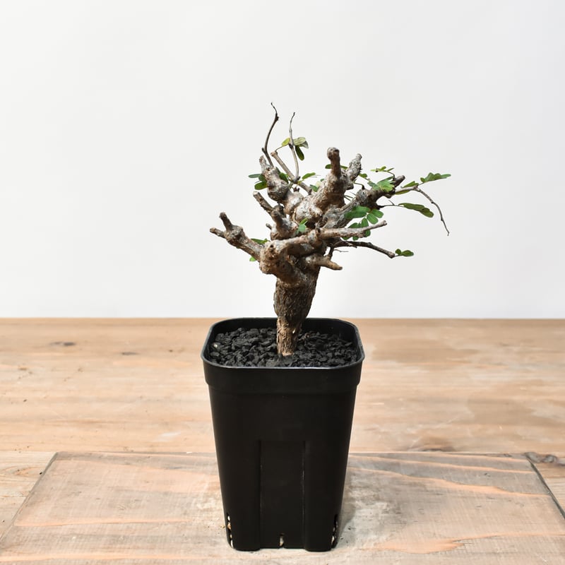 センナ メリディオナリス RFHK25011489 | RAFLUM / ラフラム