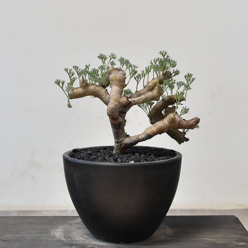 サルコカウロン ムルチフィズム 