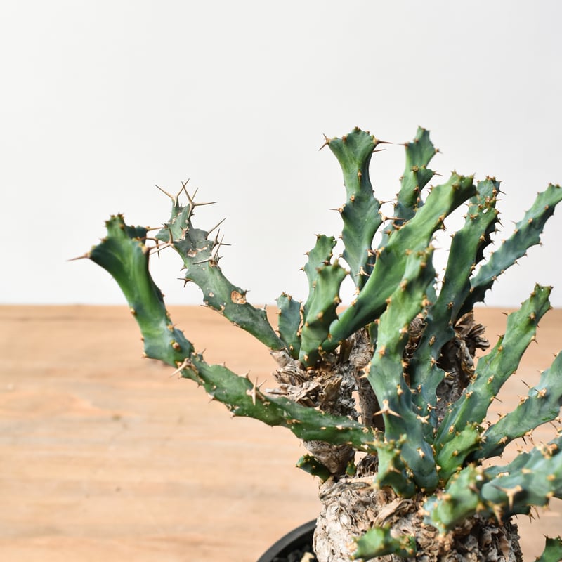 ユーフォルビア クラビゲラ 