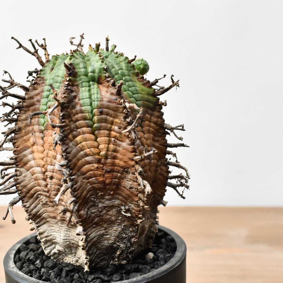 激渋 ユーフォルビア オールド ホリダ 激渋 ユーフォルビア オールド ホリダ ユーフォルビア ホリダ