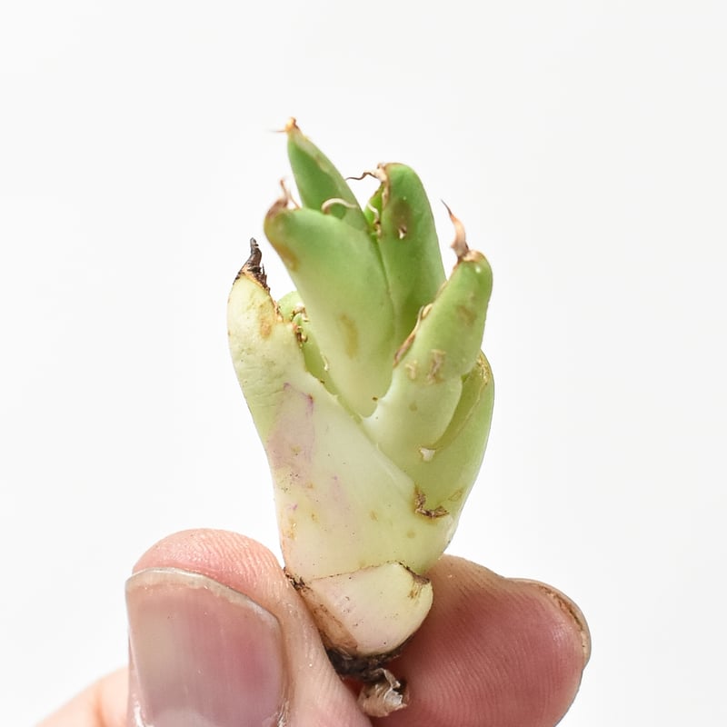 精品ピカチュウA株直子】アガベ チタノタ 