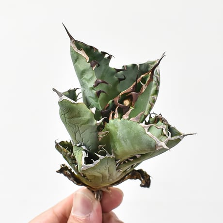 CATEGORY オテロイ / 実生 | RAFLUM / ラフラム｜東京、大阪の塊根植物