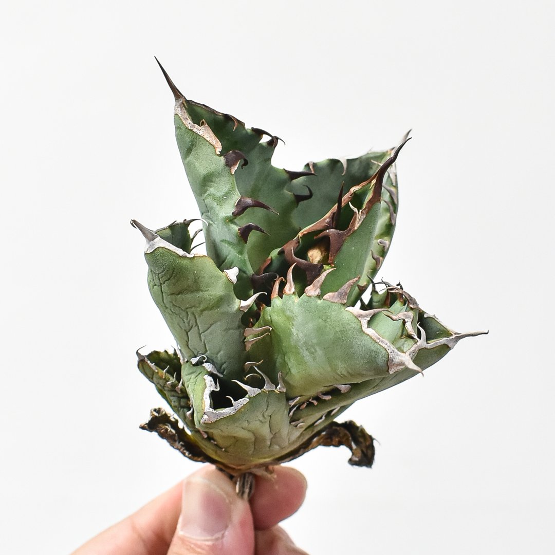 ドラゴンアガベ 実生選抜 アガベ チタノタ