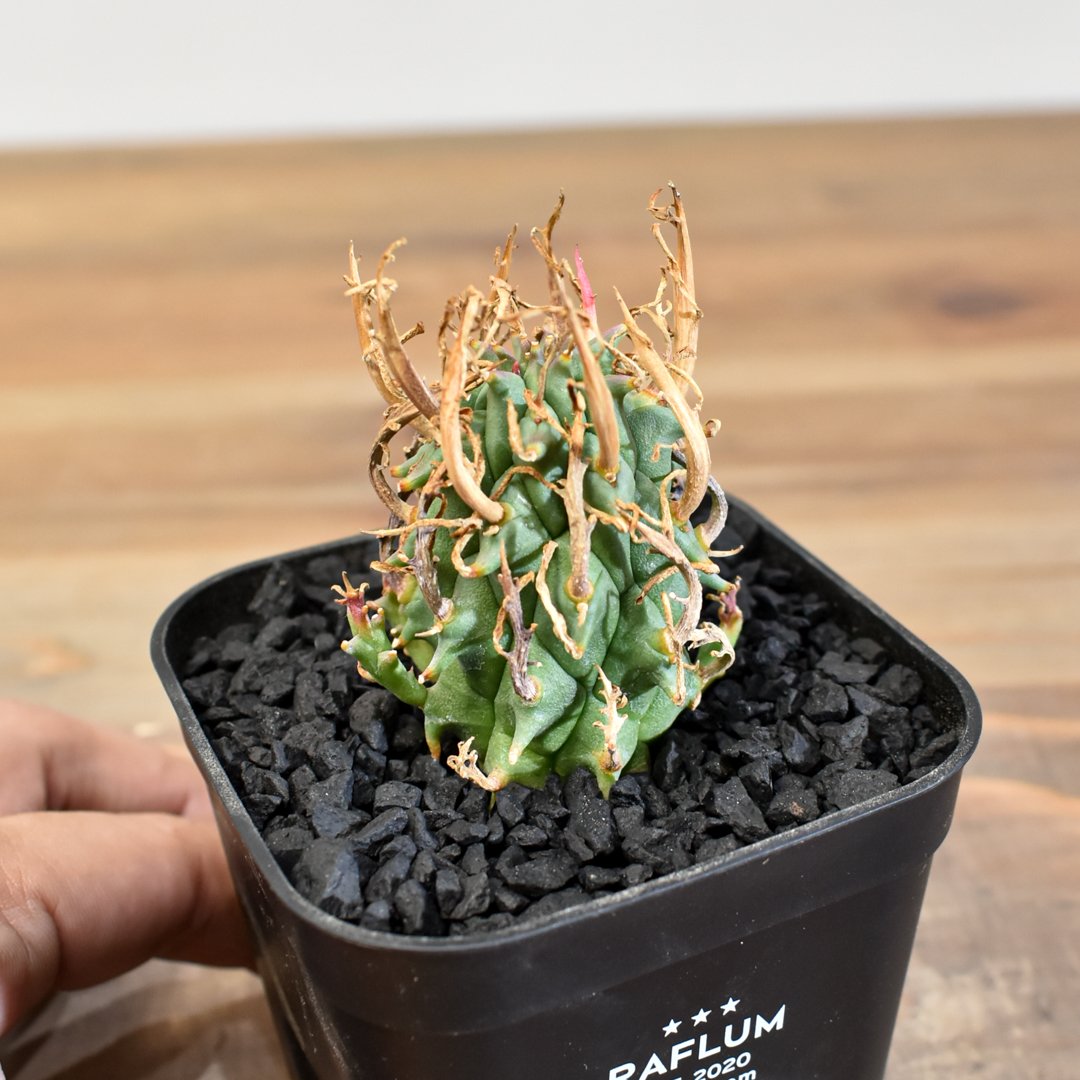 スコエンランディ　実生 ユーフォルビア スコエンランディ 