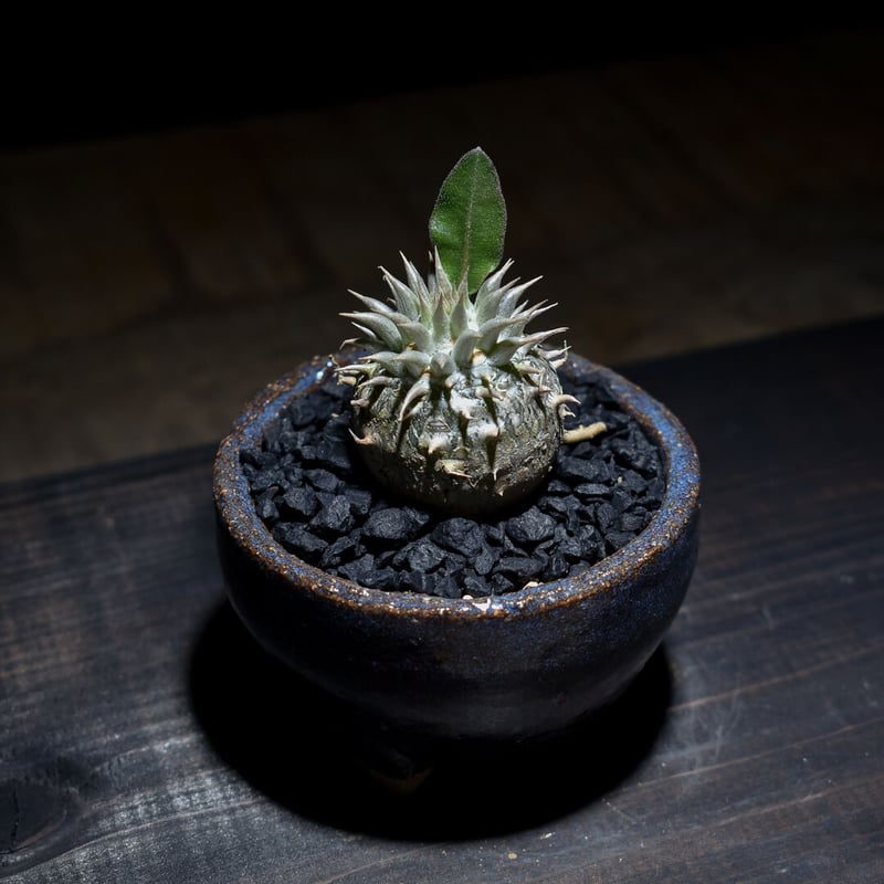 まるさん専用恵比寿大黒 扁平型 デンシカウレ 輸入株 パキポディウム デンシカウレ 恵比寿大黒① | hanayoshi-botanical