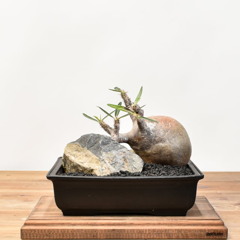 Ｕ-san専用　パキポディウム　グラキリス 稲穂園芸店】No.48 Pachypodium Gracilius パキポディウム