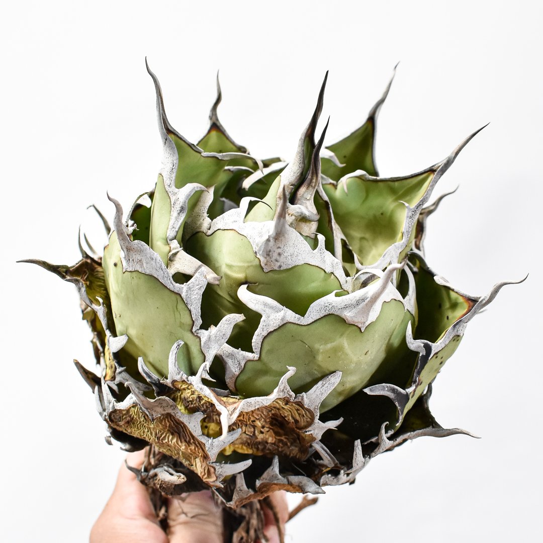 アガベ ハデス 毒刺産 アガベ hades 毒刺 胴切り子株