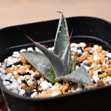 アガベ ハイブリット "血羅刹" (特白肌怒雷神×血妖) 【台湾botanical_seeker産】RFPC25011433