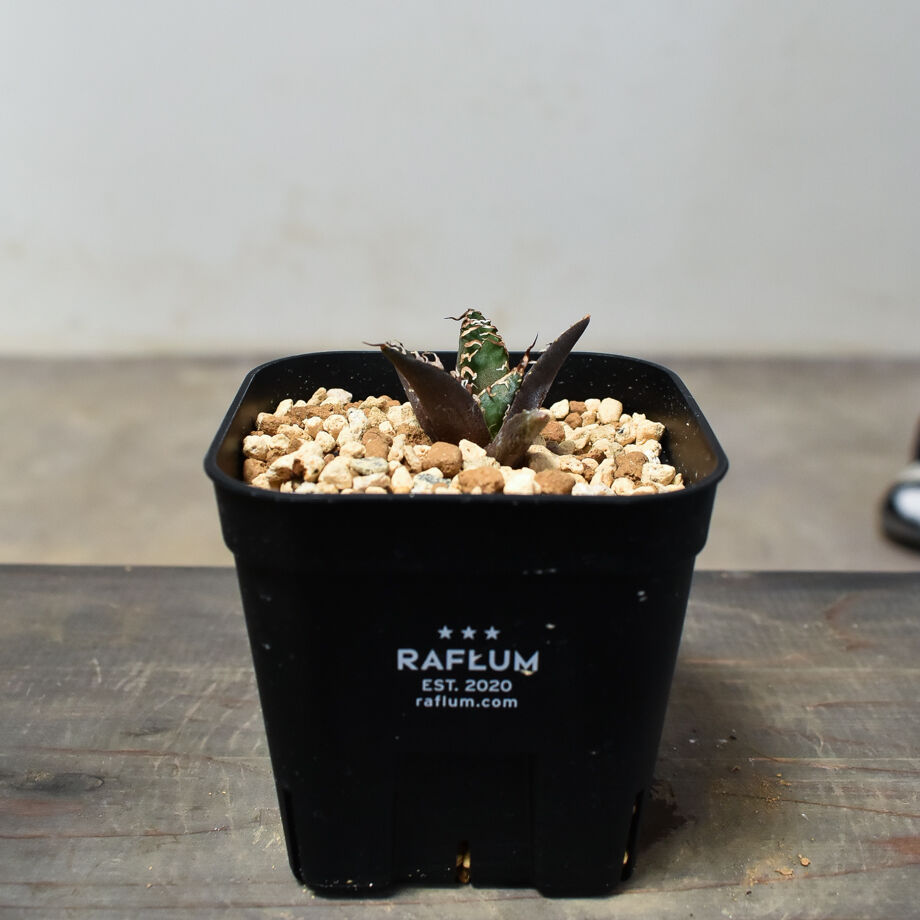 アガベ チタノタ 